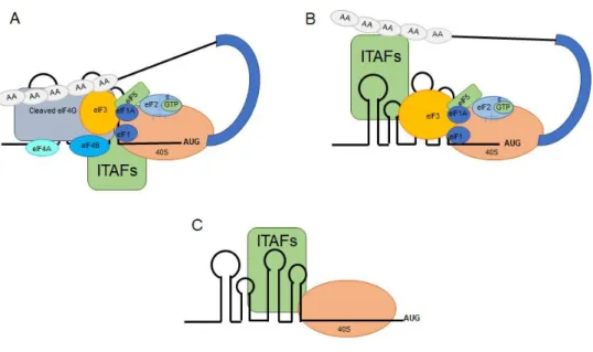 Figure 10. Classification of the IRESs based on the recruited factors 
