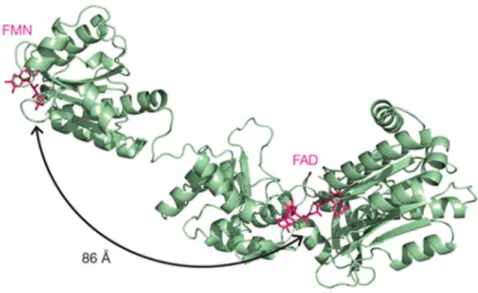 Figure I. 17 : Structure ouverte d’une P450 réductase. Protéine chimérique humaine / de levure