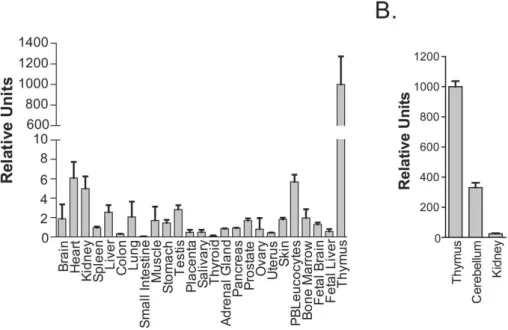 Figure I. 22 : distribution des ARNm du CYP2U1 selon les tissus déterminée par RT-PCR