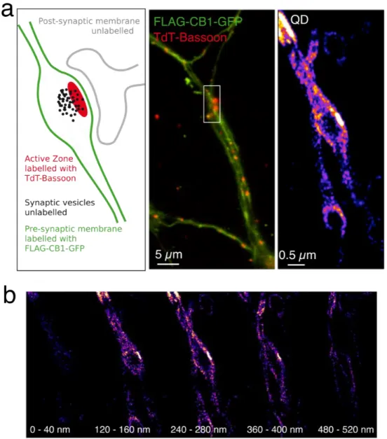 Figure 3. From 2D to 3D cell membrane reconstruction with nanoPaint: by using a cylindrical  lens,  temporal  integration  (5  min)  of  QD  localizations  around  a  presynaptic  terminal  enabled  cell  membrane reconstruction, both in 2D (a, right) and 