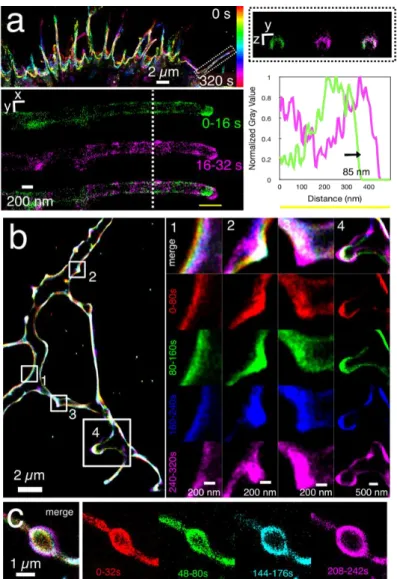 Figure 4. Nanoscopic structural plasticity of the cell membrane as revealed by nanoPaint