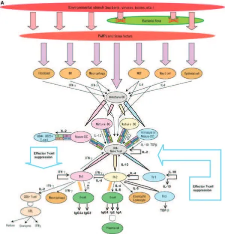 Figure 1.1 – Schéma synthétique du système immunitaire. D’après [70].