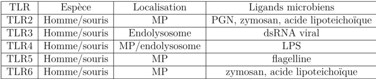 Table 1.1 – Récepteurs TLRs exprimés par l’épithélium respiratoire.
