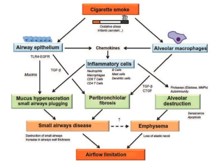 Figure 1.8 – Mécanismes potentiels menant aux anomalies structurelles des petites voies aériennes et alvéoles en réponse au tabac