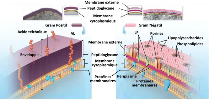 Figure  4 :  Structure  et  composition  des  membranes  des  bactéries  Gram  positif  et  Gram  Négatif