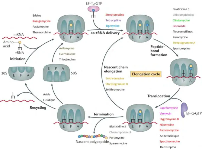 Figure  6 :  Etapes  de  la  biosynthèse  des  protéines  et  cibles  des  antibiotiques