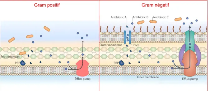 Figure 10 : Mécanismes de résistance naturelle. Les antibiotiques tels que les β-lactamines (antibiotique A) qui  inhibent la synthèse du peptidoglycane peuvent être pris en charge par des enzymes de dégradation telles que  les β-lactamases (PLP ou PBP)
