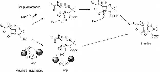Figure 18 : Mécanisme d’action général des Sérine et des métallo-β-lactamases. (Wright, 2011, Chemical  Communications)