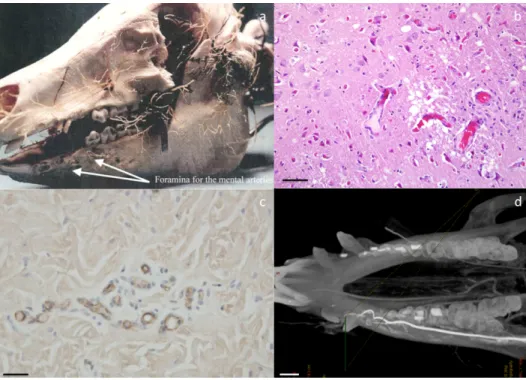 Figure 4- Techniques of visualization of blood supply. Casts of pig head vassels (a) ; haematoxylin and eosin staining of  pig brain histological section showing blood vassels  (scale bar 20  μm) (b) ; immunolabeling of vWF on pig skin section  (scale bar 