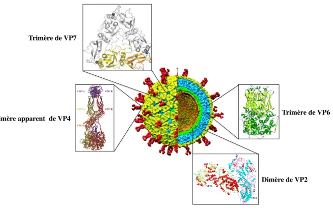 Figure  I.1.3.3.3.1 :  Reconstruction  tridimensionnelle  de  la  particule  virale  à  partir  d’images  de  cryo- cryo-microscopie électronique à une résolution de 9.5 Å (d’après Li et al., 2009)