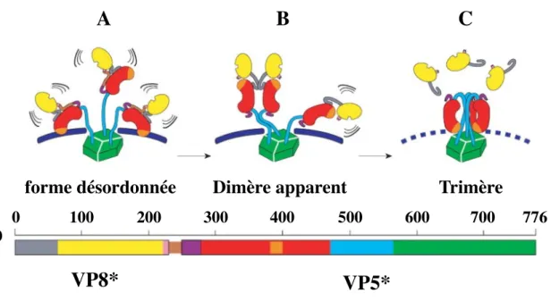 Figure I.1.4.2.4.1 : Représentation schématique des réarrangements structuraux de VP4 avant et au cours  de l’entrée du virus (d’après Dormitzer et al., 2004)