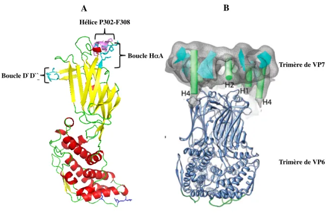 Figure  I.1.4.2.5.3 :  Représentation  des  différentes  régions  impliquées  dans  l’interaction  de  la  protéine  VP6 avec la protéine VP7