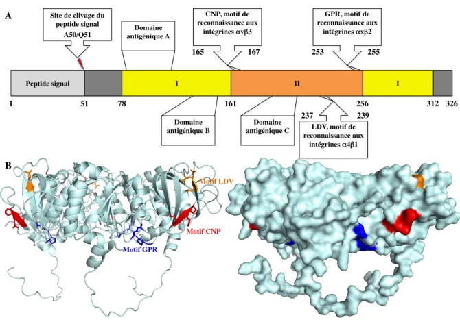 Figure I.1.4.2.6.1 : Représentation schématique, structurale et antigénique de la glycoprotéine VP7