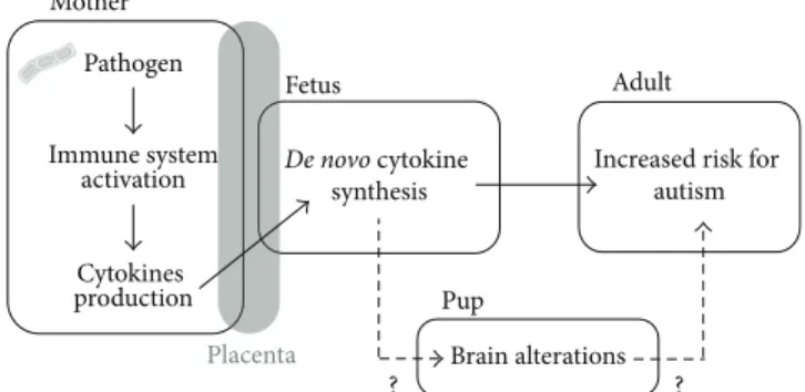 Figure 1: Association between prenatal infection and enhanced risk of neurodevelopmental disorders