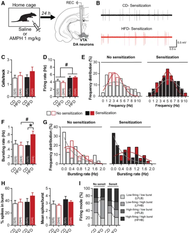 Figure 2. Amphetamine sensitization increases bursting activity of VTA-DA neurons after pHFD