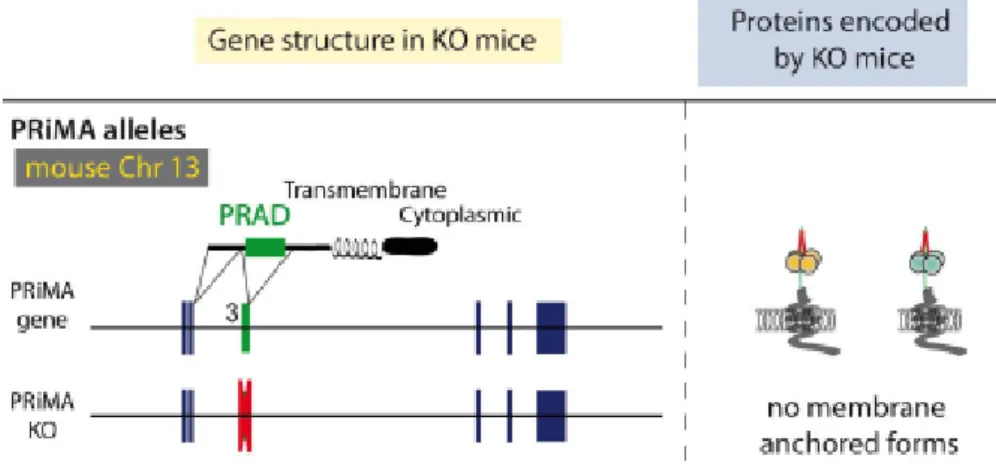 Figure 8. Structure des gènes qui codent pour les souris PRiMA  KO (Krejci E)