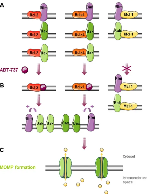 Figure 8. MOMP formation in PC-3 mitochondria in response to ABT-737. A. Bax, Bak and Bim are sequestred by Bcl-2, Bcl-xL and Mcl-1 at the outer mitochondrial membrane