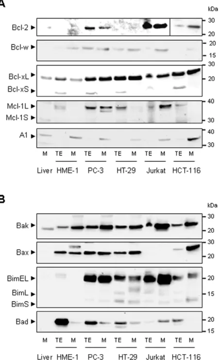 Figure 6. Pro- and anti-apoptotic protein pattern of isolated mitochondria. Total cell extracts (TE) and mitochondrial extracts (M) from PC-3, HT-29, Jurkat and HCT-116 cancer cell lines or from healthy HME-1 cell line and mouse liver were analyzed by West