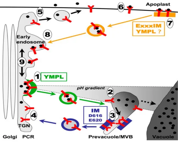 Figure 2-1: Different pathways and roles for the vacuolar sorting receptor BP80  