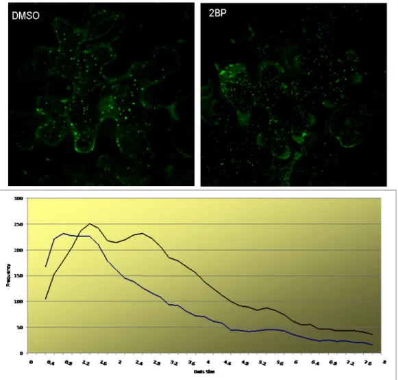 Figure 2-7: Effect of 2BP on the intracellular localisation of RMR1-YFP in epidermal  cells of agro-infiltrated N
