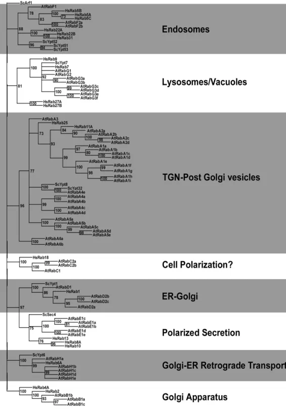 Figure 3-8: The Rab GTPase family of Arabidopsis Homo and Yeast 