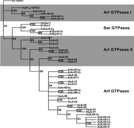 Figure 3-10: The Arf GTPase family of Arabidopsis Homo and Yeast 