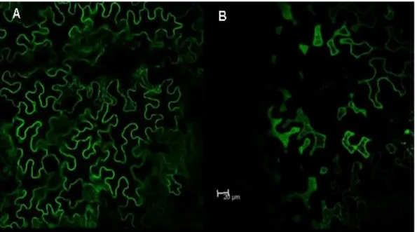 Figure 3-11: Agroinfiltrated N.benthamiana leaves expressing palmitoylated GFP-Rac8  Transient expression of the positive control GFP-Rac8