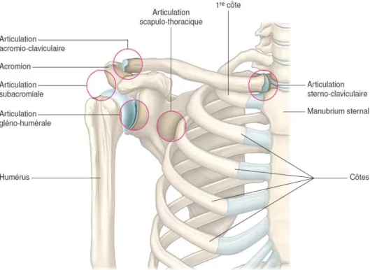 Tableau 2: Eléments anatomiques de l'épaule 