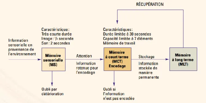 Figure 3.1.  Modèle  de  la  mémoire  selon  l’approche  du  traitement  de  l’information