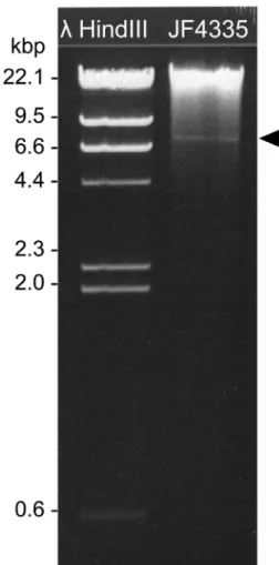 Fig. 1. Agarose gel analysis of total genomic DNA extracted from C. chauvoei JF4335 revealing the presence of a medium copy number plasmid marked by arrow.