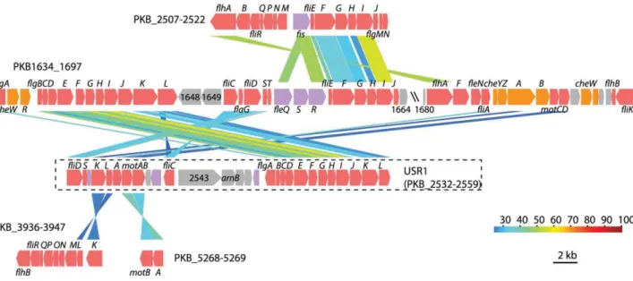 Fig. 5. The ﬁve gene regions in the B13 genome encoding ﬂagella components. Regions named according to their gene number: