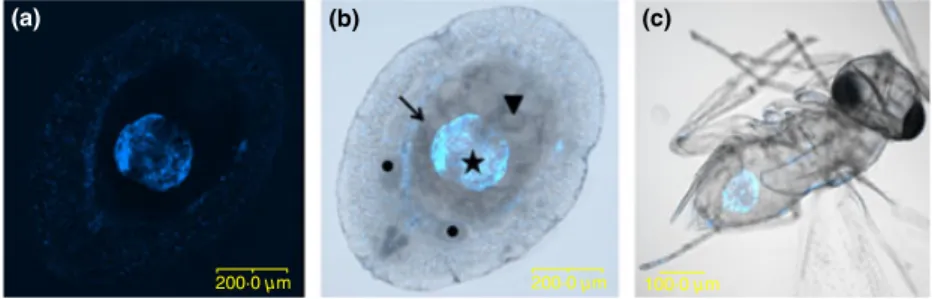 Fig. 1. Demonstration of the multitrophic interaction: Pest-BCA-ES using ﬂuorescent in situ hybridization (FISH) of Rickettsia endosymbiont (blue) in the whiteﬂy Bemisia tabaci and in its parasitoid Eretmocerus emiratus