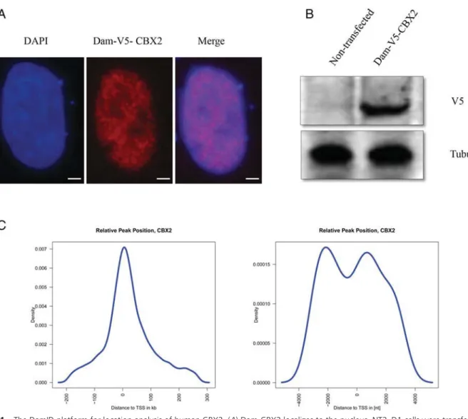 Figure 1. The DamID platform for location analysis of human CBX2. (A) Dam-CBX2 localizes to the nucleus