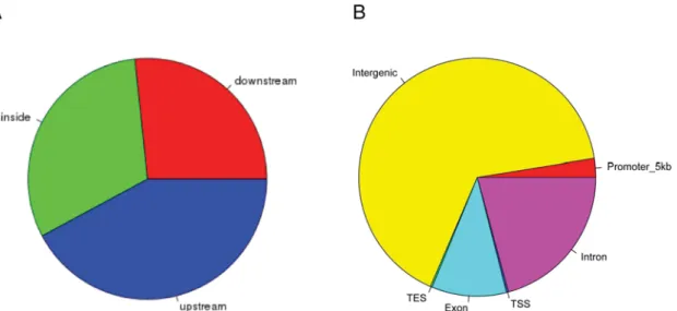 Figure 2. Genomic binding features of CBX2. (A) Localization of identified enriched binding regions in relation to described gene models