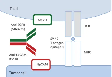 Figure  1. Schematic diagram of bispecific antibody-enhanced binding of tumor antigen–specific T cells to tumor cells