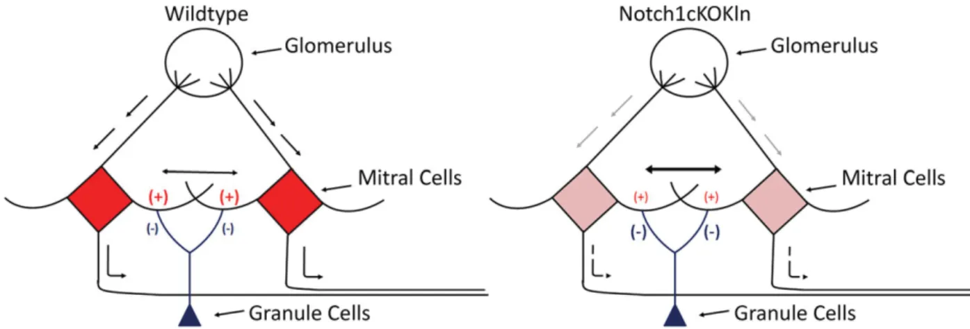 Fig. 9. Schematic illustration of the effect of Notch1 loss on olfactory processing. Notch1-positive MCs (red) project their primary dendrites to a glomerulus, their long axon to cortical structures