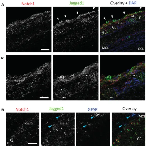 Fig. 2. Jagged1 is enriched in the olfactory nerve layer. (A) Jagged1 (green) expression is visible on the outer surface of the glomeruli (white arrowheads), whereas Notch1 (red) is present in the PGCs