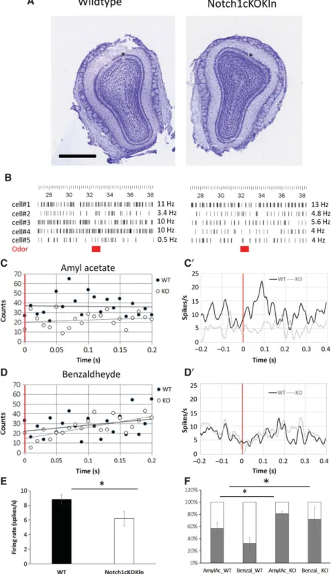 Fig. 6. Notch1 regulates the response of MCs to odours. (A) Nissl staining showing the electrode penetration sites (black stars) in the MCL of the dorsal OB of wildtype and Notch1cKOKln mice