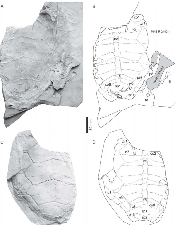 FIGURE 5. MNB R 2440 (lectotype of Acichelys redenbacheri), Eurysternum wagleri, Late Jurassic of Solnhofen, Germany