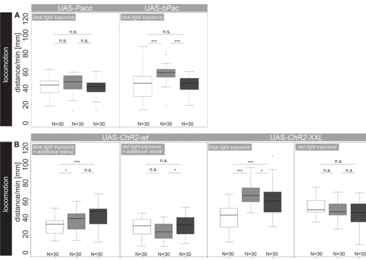 Figure 4 Locomotor behavior after optogenetic activation of OA/TA neurons. Expression of UAS-Paca and UAS-bPac did not affect larval locomotor behavior as experimental larvae performed indistinguishably from control larvae during illumination