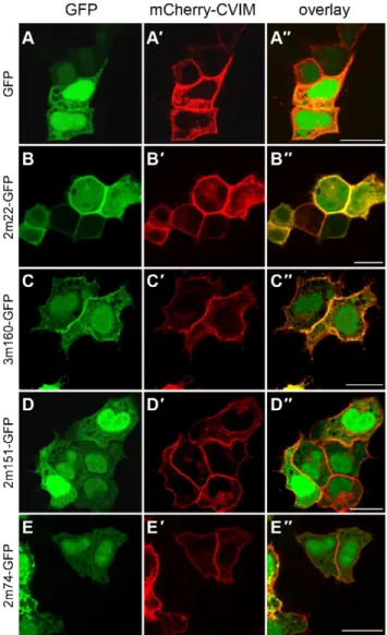 Fig. 3. Binding of anti-mCherry-Darpin-GFP fusions to mCherry in HeLa cells. Shown are HeLa cells transiently overexpressing GFP (A) or  anti-mCherry-GFP fusion proteins (B–E) together with a mCherry version tethered to the plasma membrane (mCherry-CVIM, A