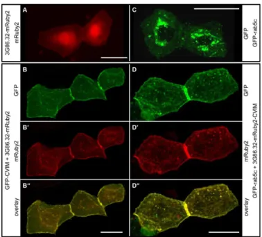 Fig. 5. Tissue specific expression of a Slmb-anti-GFP-DARPin fusion in Drosophila phenocopies a non-muscle myosin II mutant phenotype.