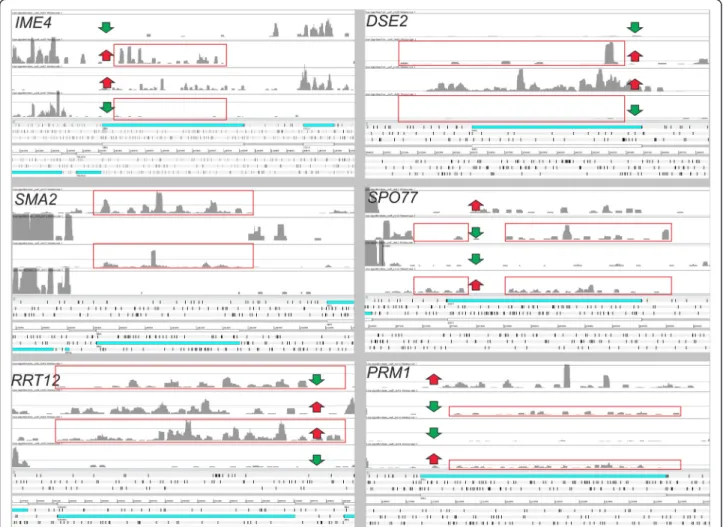 Figure 6 Coverage profiles on forward and reverse strands for six selected genes. Genes reported in figure belong to the GO categories