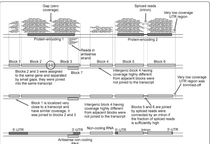 Figure 1 Schematic representation of the transcriptome assembly process performed by ORA