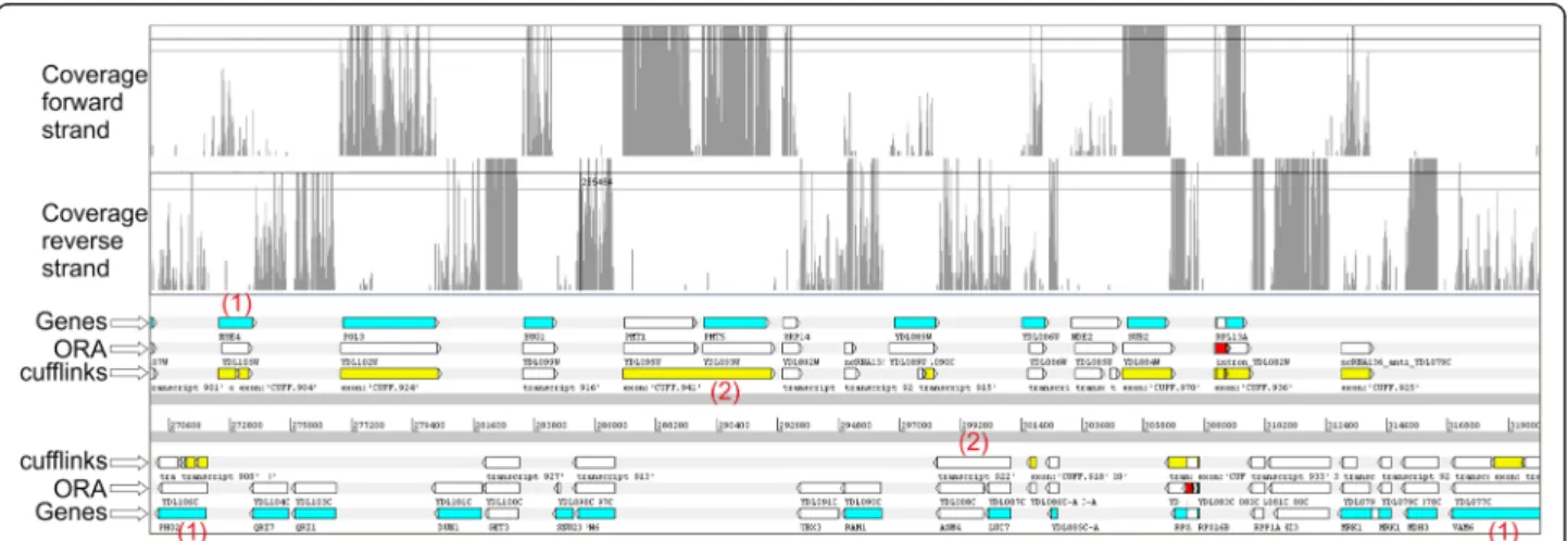 Figure 3 Transcripts predicted in a region of S. cerevisiae chr IV (strain S288c) comprised between ~270.600 bp and ~319,000 bp