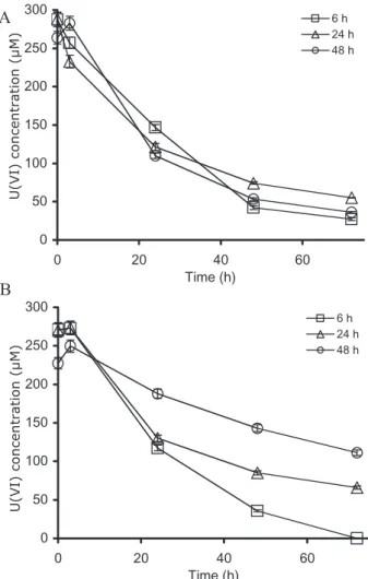 Fig. 5. Reduction of U(VI) by spores of D. reducens strain MI-1 over time using spent fermentation medium from cultures inoculated from a cell suspension (A) or cultures inoculated from spores (B)