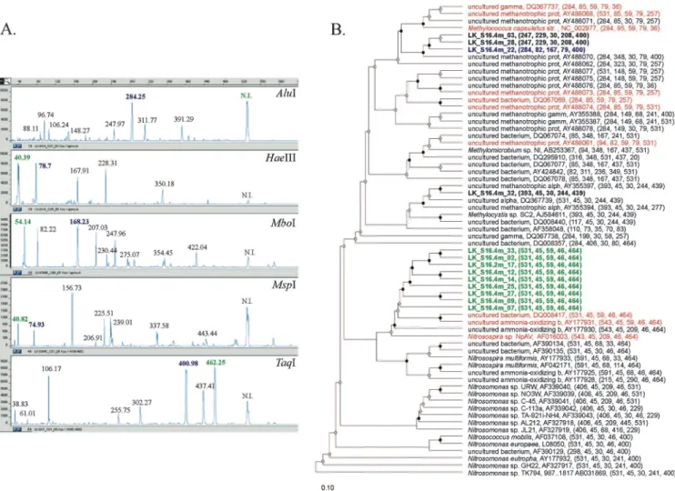 TABLE 1. Predicted and measured T-RFs of nifH sequences in five diazotrophic strains a
