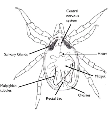 Fig. 2.2 Drawing of the internal anatomy of a female Ixodes tick (Drawing: C. Herrmann)