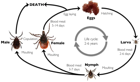 Fig.  2.3  I. ricinus life cycle displaying its three developmental stages: larva (0.5 to 0.7 mm), nymph (1.3 to 1.5 mm), and  adult male (2.5 to 3 mm) and female (3 to 4 mm) ticks (Aeschlimann, 1972; Graf, 1978c; Gray, 1991; Wall and Shearer,  2001)  (Pic