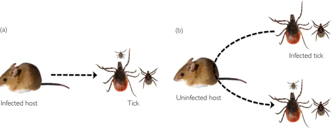 Fig.  2.7 Lyme disease spirochetes acquisition (dashed arrows) in ticks of the I. ricinus complex by (a) direct transmission  and (b) co-feeding transmission